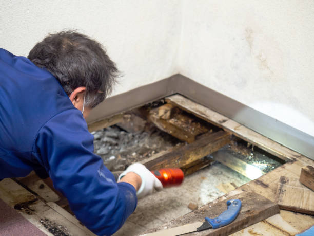 Best Commercial Mold Inspection  in Windcrest, TX